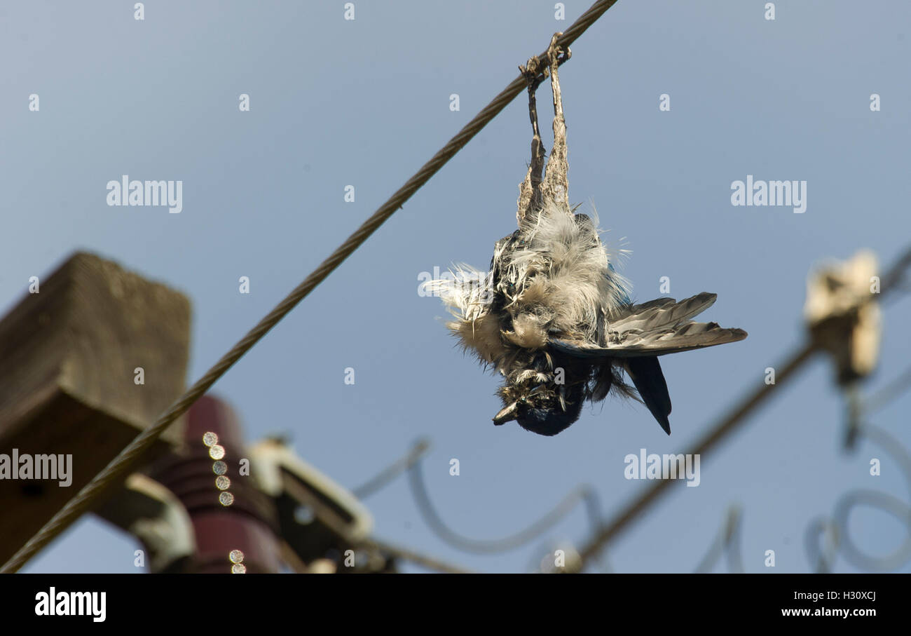 Elkton, Oregon, USA. 2nd Oct, 2016. A dead Steller's jay hangs upside down from a power line near Elkton in southwestern Oregon. The bird may have been electrocuted while perching on the power line. © Robin Loznak/ZUMA Wire/Alamy Live News Stock Photo