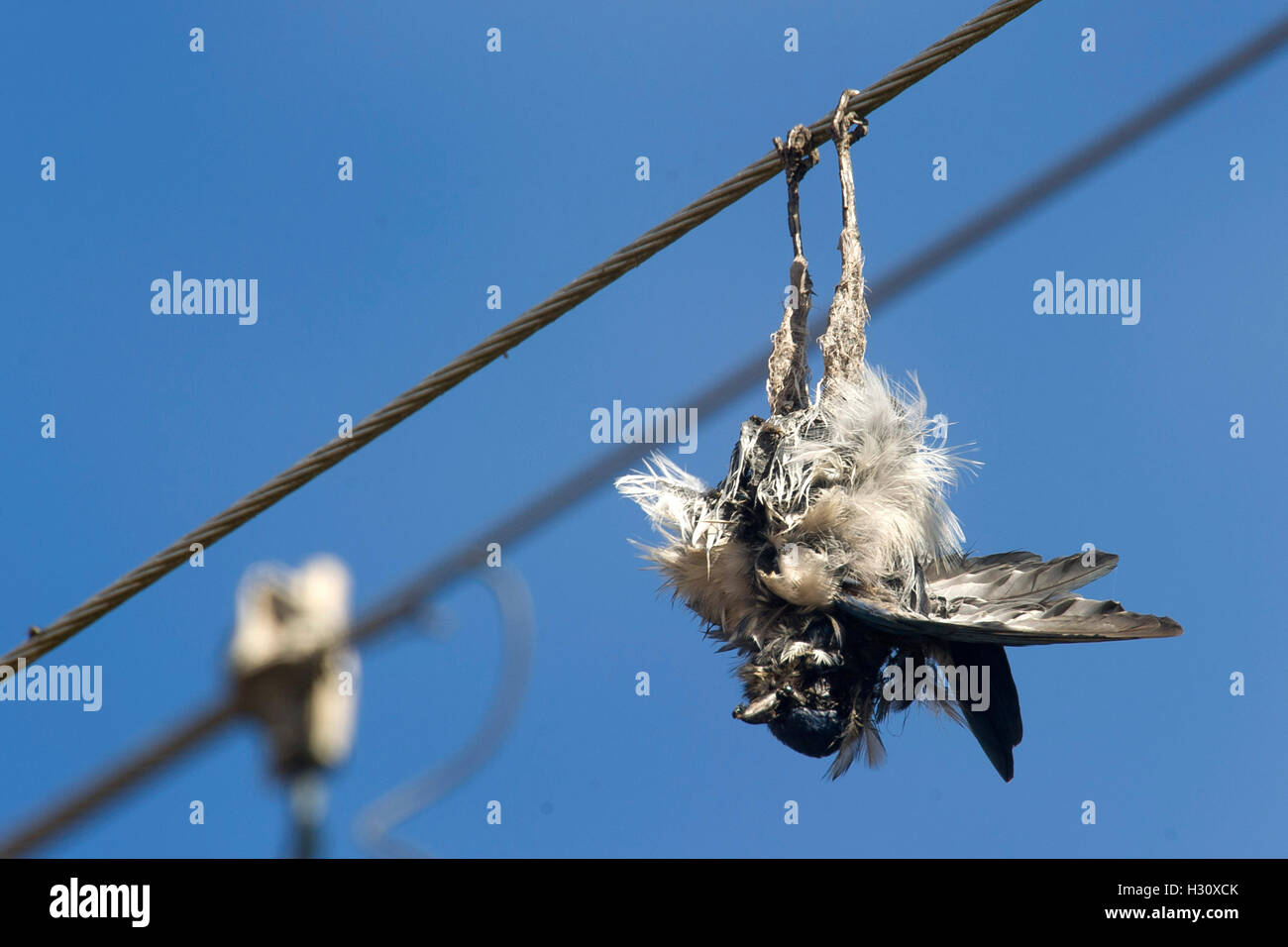 Elkton, Oregon, USA. 2nd Oct, 2016. A dead Steller's jay hangs upside down from a power line near Elkton in southwestern Oregon. The bird may have been electrocuted while perching on the power line. © Robin Loznak/ZUMA Wire/Alamy Live News Stock Photo
