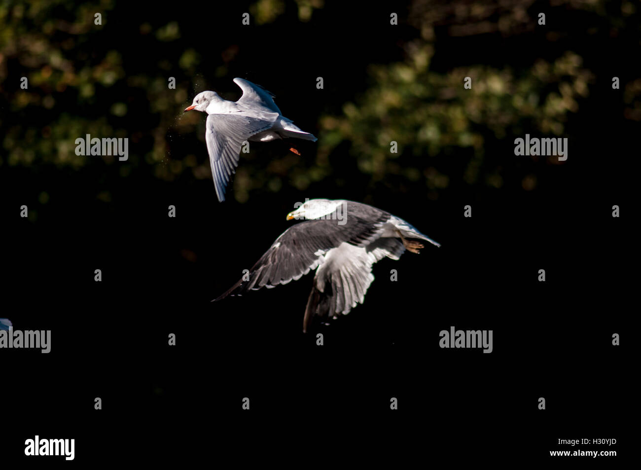 Bristol, UK. 02nd Oct, 2016. UK Weather: Terns in flight, Eastville Park, Bristol. Credit:  Chandra Prasad/Alamy Live News Stock Photo