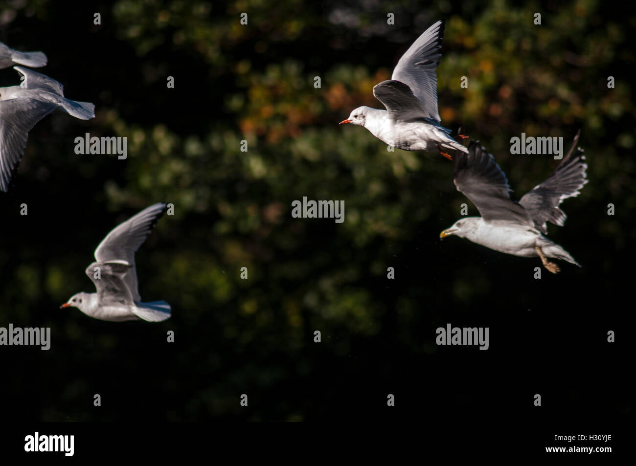 Bristol, UK. 02nd Oct, 2016. UK Weather: Terns in flight, Eastville Park, Bristol. Credit:  Chandra Prasad/Alamy Live News Stock Photo