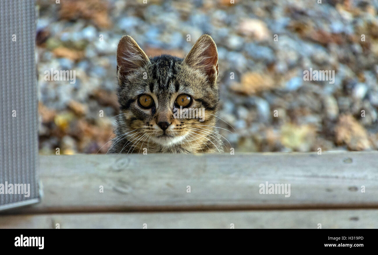 Timid feral tabby cat looking at the camera, scared, autumn colours colors behind Stock Photo