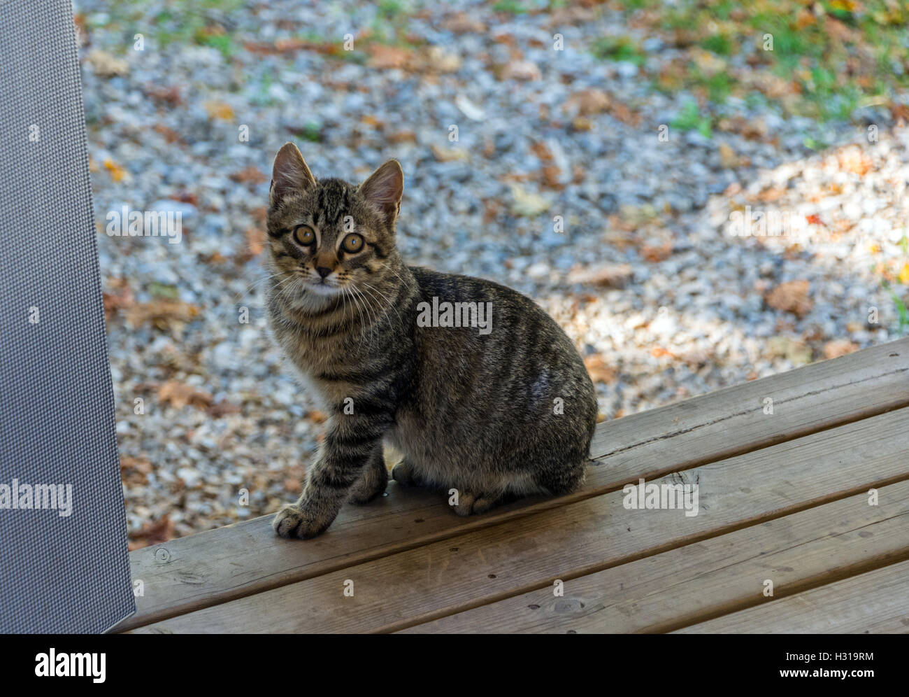 Timid feral tabby cat looking at the camera, scared, autumn colours colors behind Stock Photo