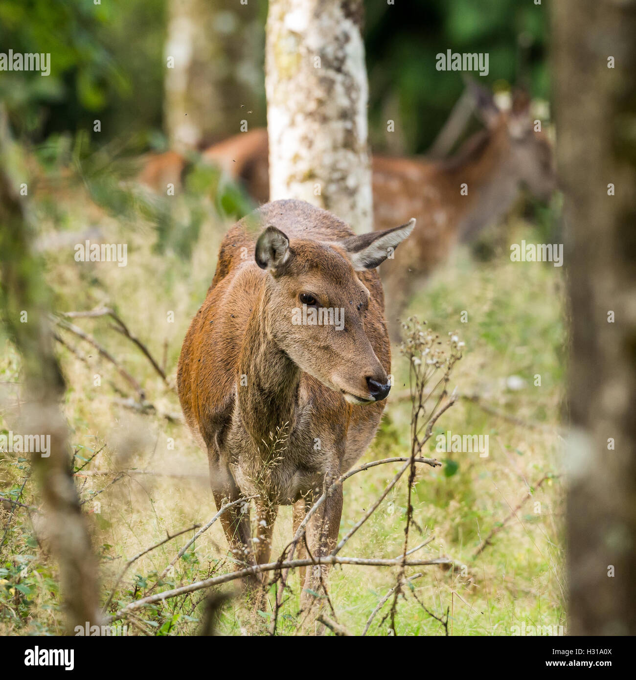 Deedar Rind Red deer hind Stock Photo - Alamy