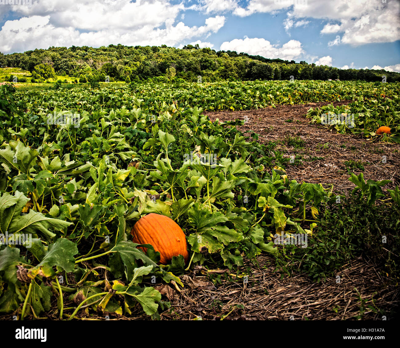 Pumpkins in the Field Stock Photo - Alamy