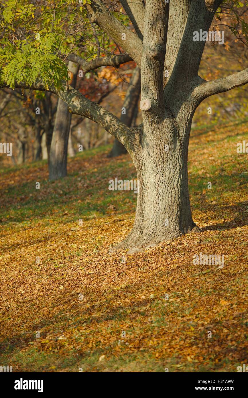 Autumn tree in park Stock Photo
