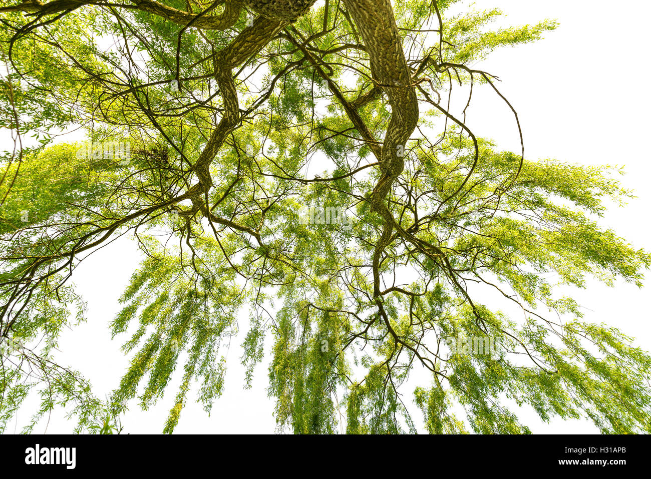 Weeping willow (Salix babylonica) on a white background Stock Photo