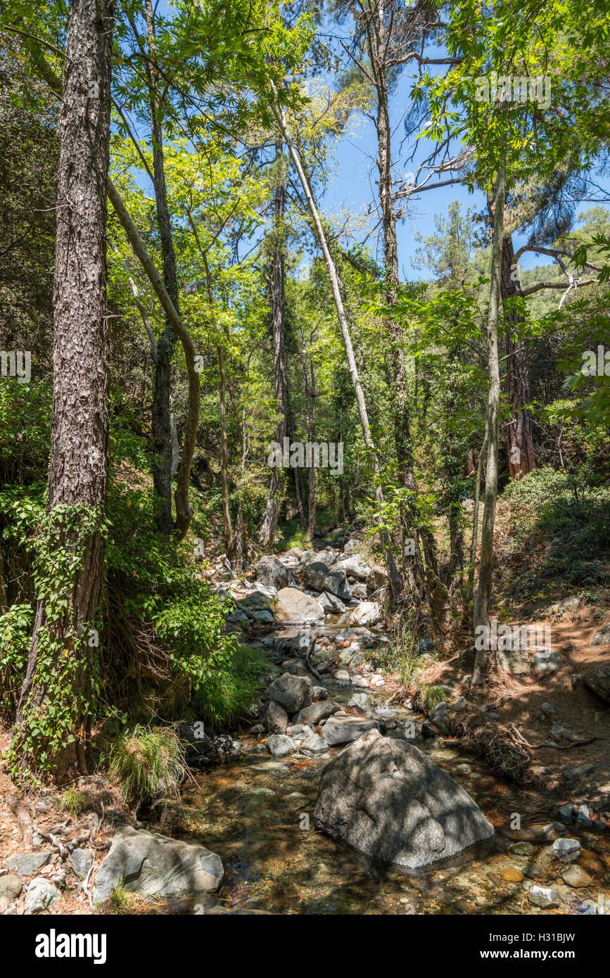 A stream in the Troodos Mountains, Cyprus Stock Photo