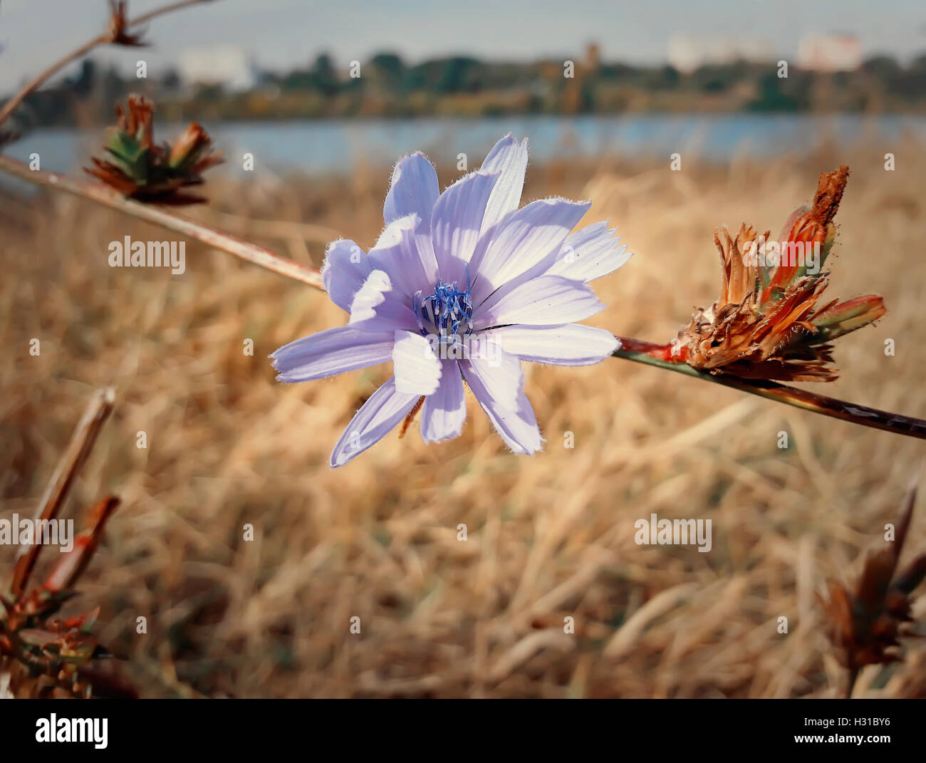 Close up of a blue chicory flower in a autumn meadow Stock Photo