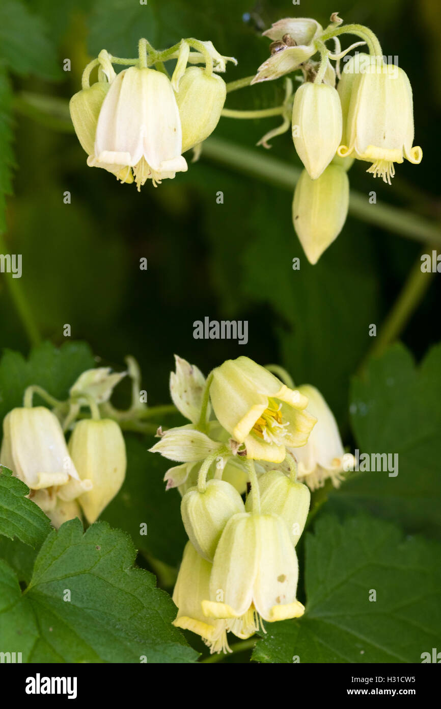 Dangling bellflowers of the hardy pendant virgin's bower, Clematis rehderiana Stock Photo