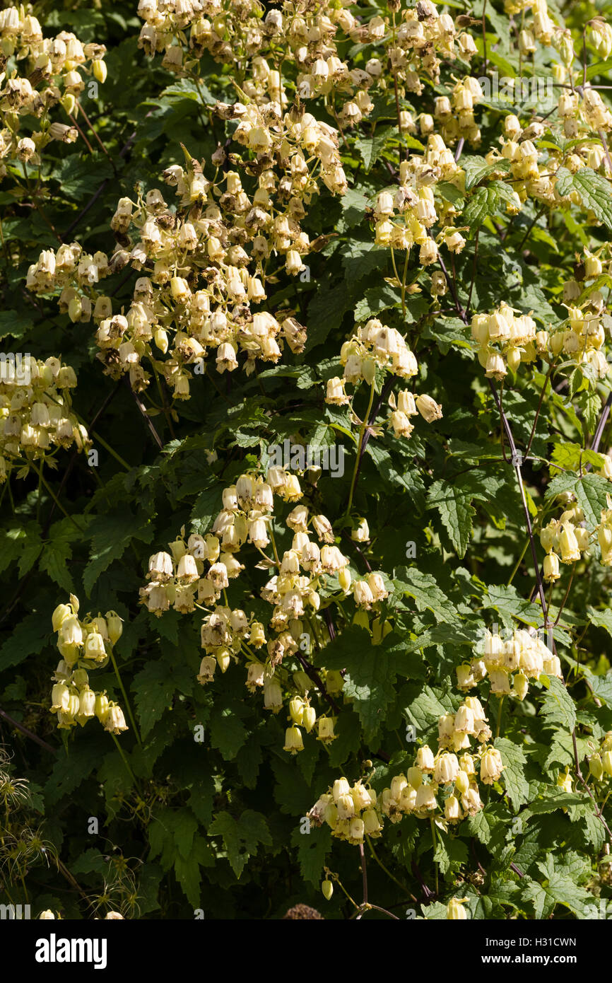 Dangling bellflowers of the hardy pendant virgin's bower, Clematis rehderiana Stock Photo