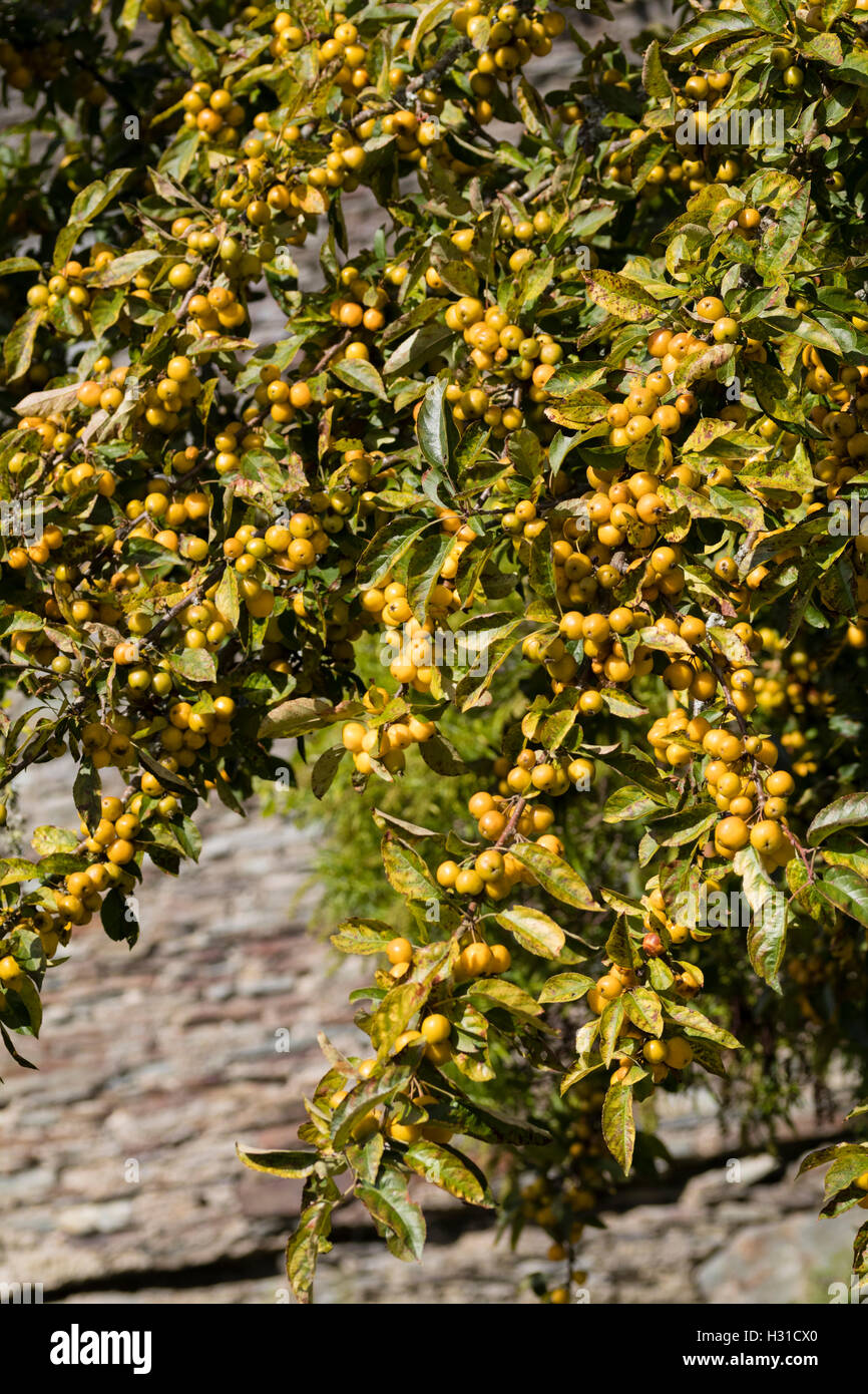 Yellow Autumn fruit of the decorative small deciduous crab apple tree, Malus 'Golden Hornet' Stock Photo
