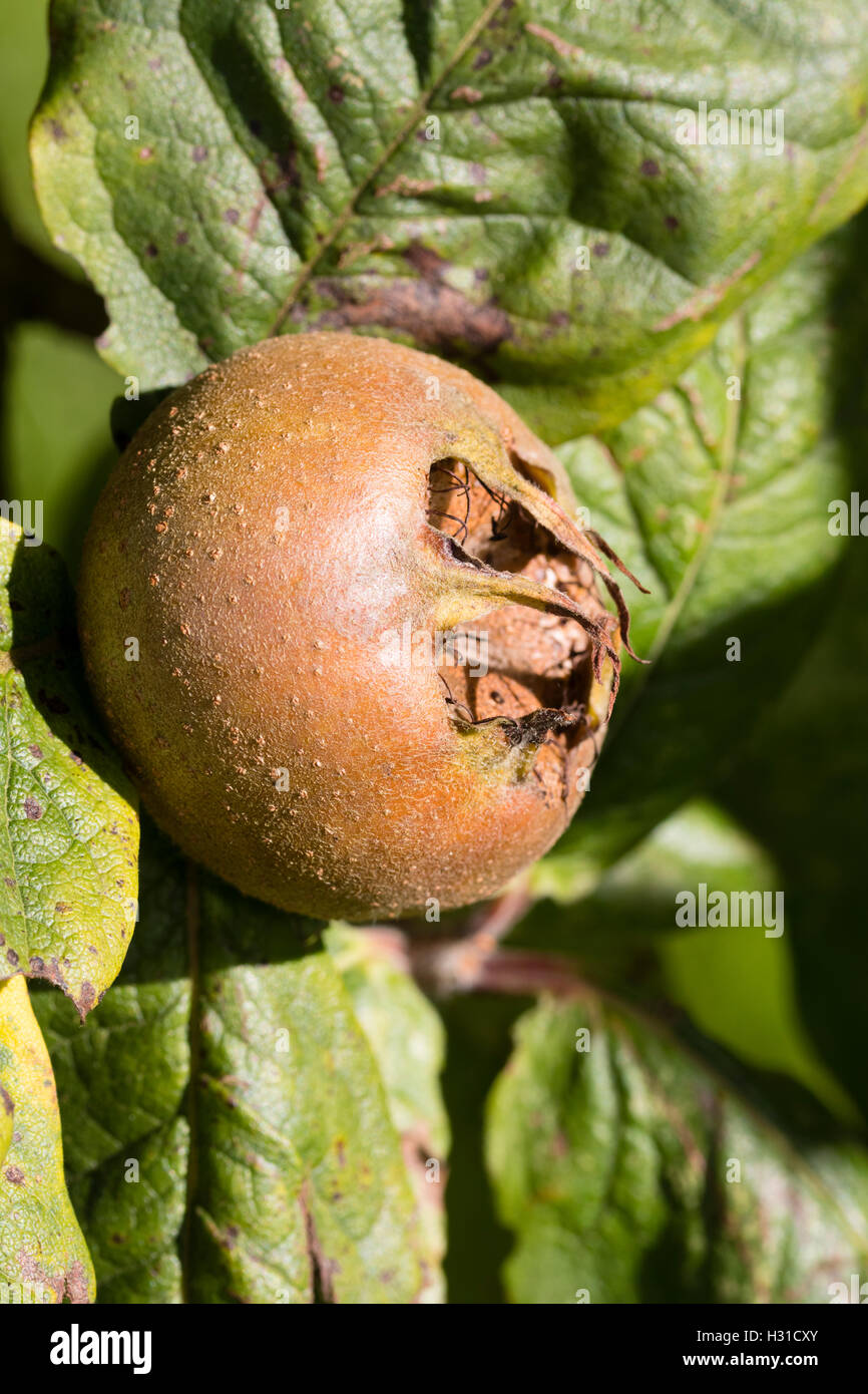 Warty autumn fruit of the Medlar, Mespilus germanica Stock Photo