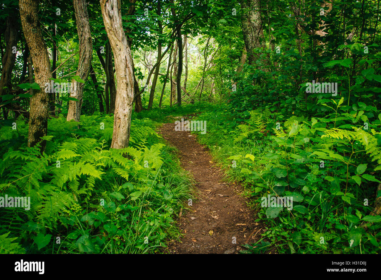 Ferns and trees along the Frazier Discovery Trail in Shenandoah National Park, Virginia. Stock Photo