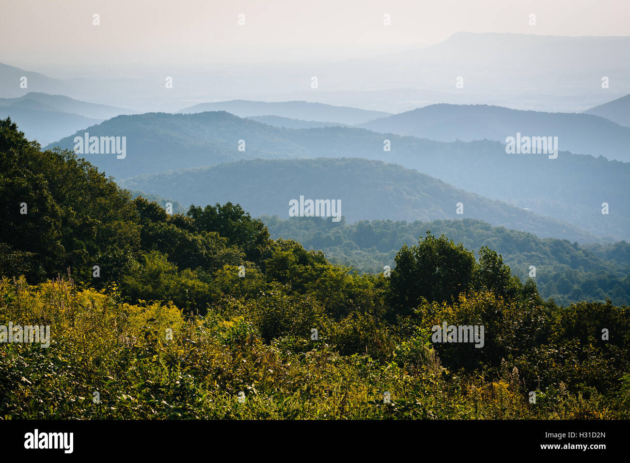 Layers of the Blue Ridge, seen from Skyline Drive, in Shenandoah National Park, Virginia. Stock Photo