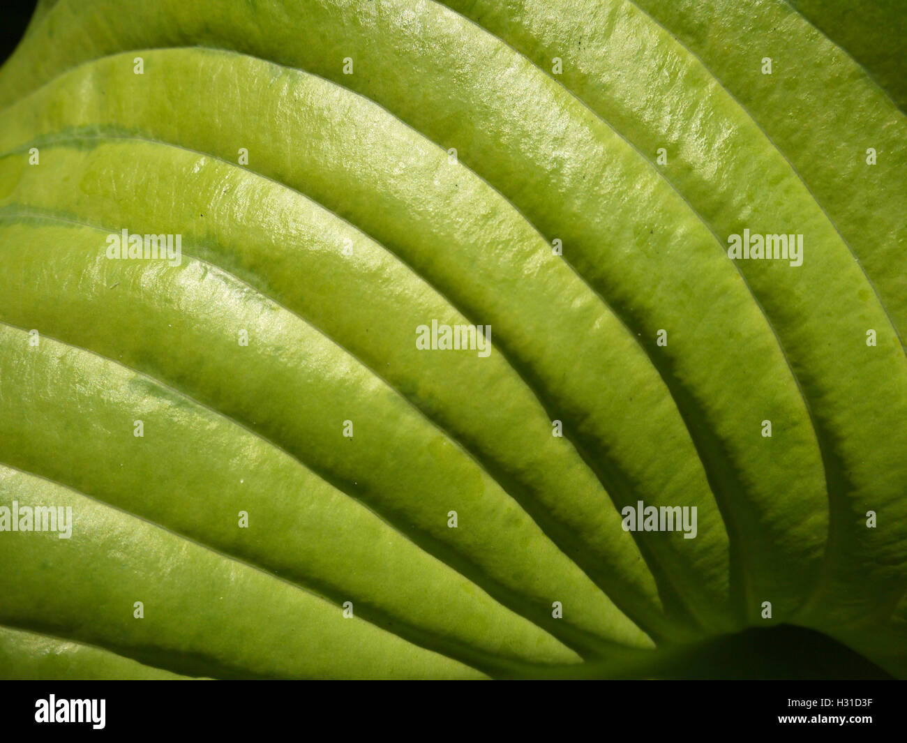 Hosta leaf veins abstract picture Stock Photo