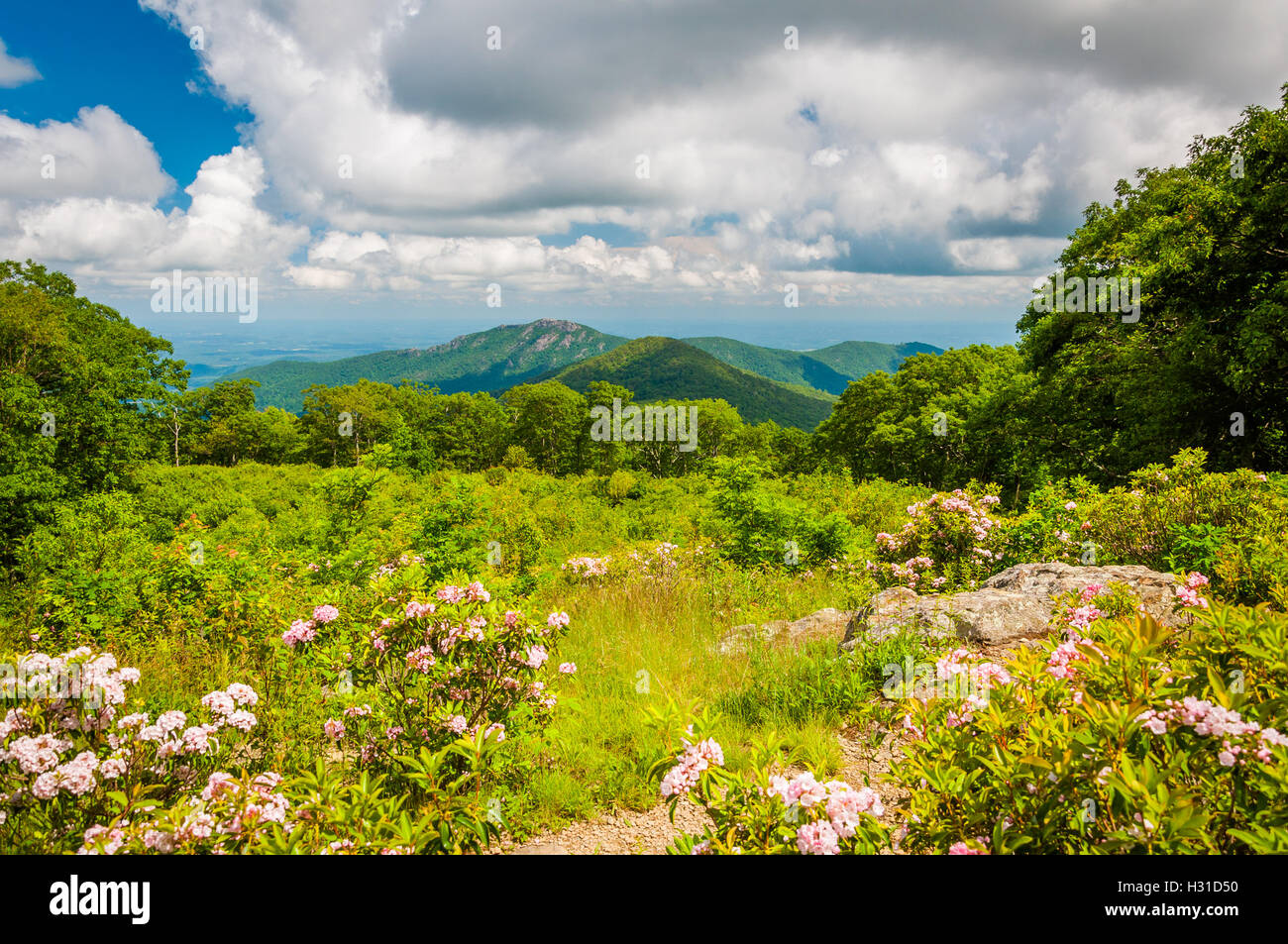 Mountain laurel and view of Old Rag, at Thoroughfare Overlook, on ...