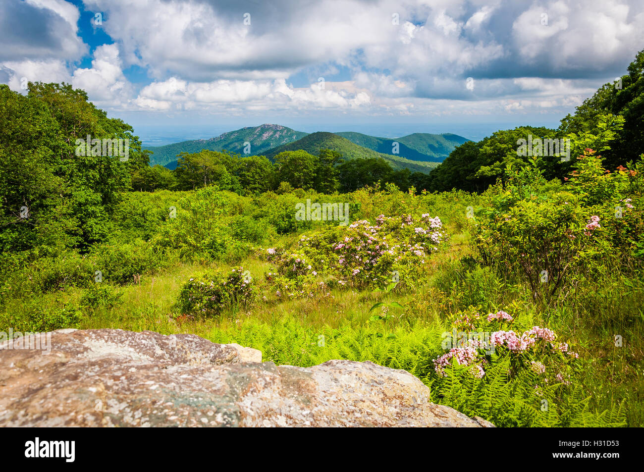 Mountain laurel and view of Old Rag, at Thoroughfare Overlook, on ...