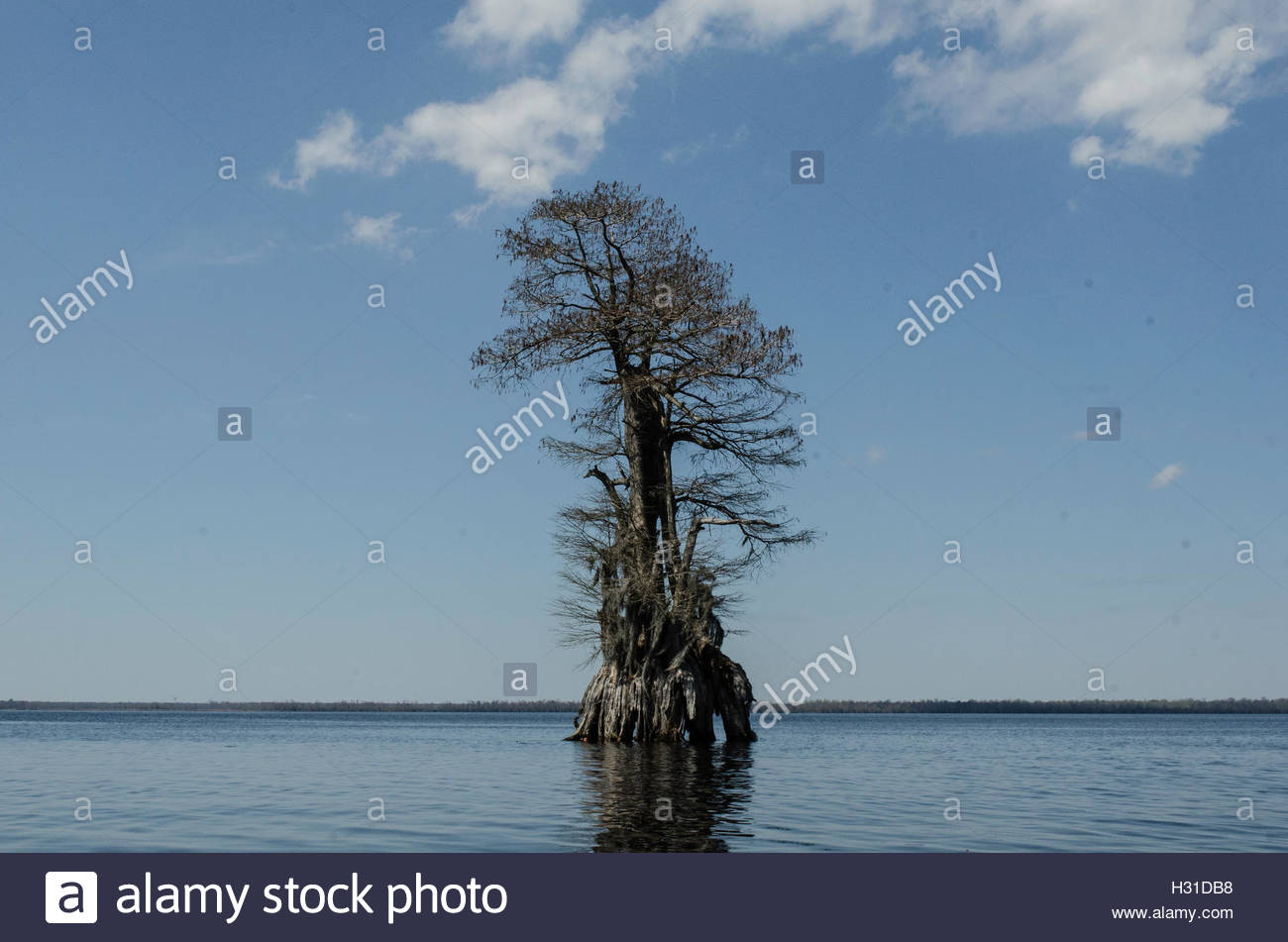 Cypress tree at Lake Drummond in the Great Dismal Swamp, VA Stock Photo