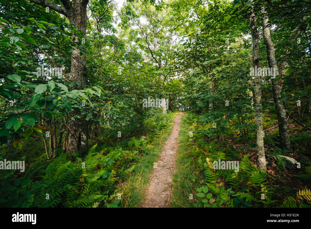Trail through a forest, in Shenandoah National Park, Virginia Stock ...