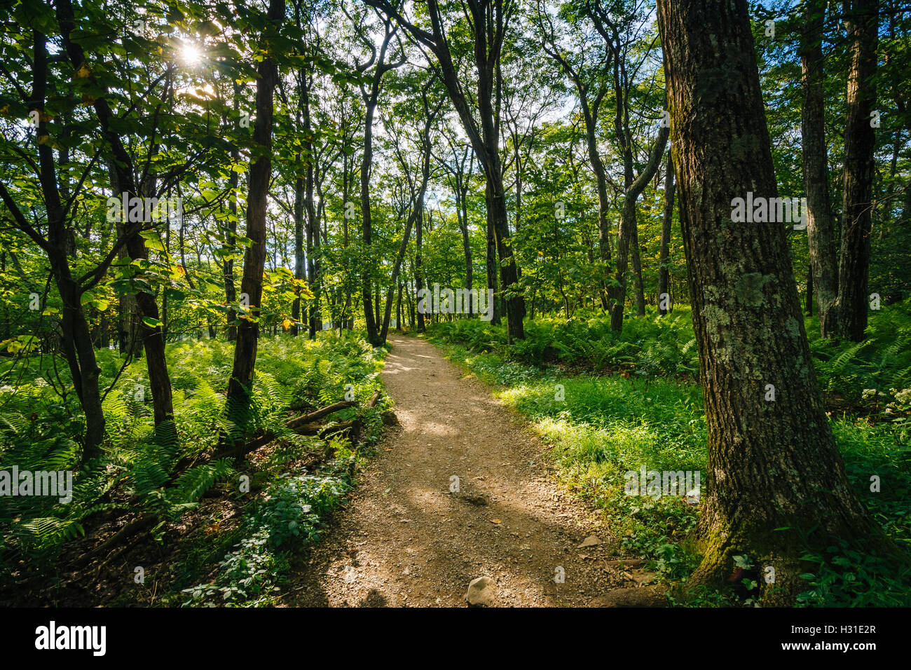 Trail through a forest, in Shenandoah National Park, Virginia Stock ...