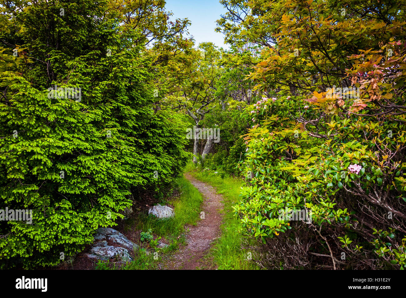 Trail through a forest in Shenandoah National Park, Virginia Stock ...