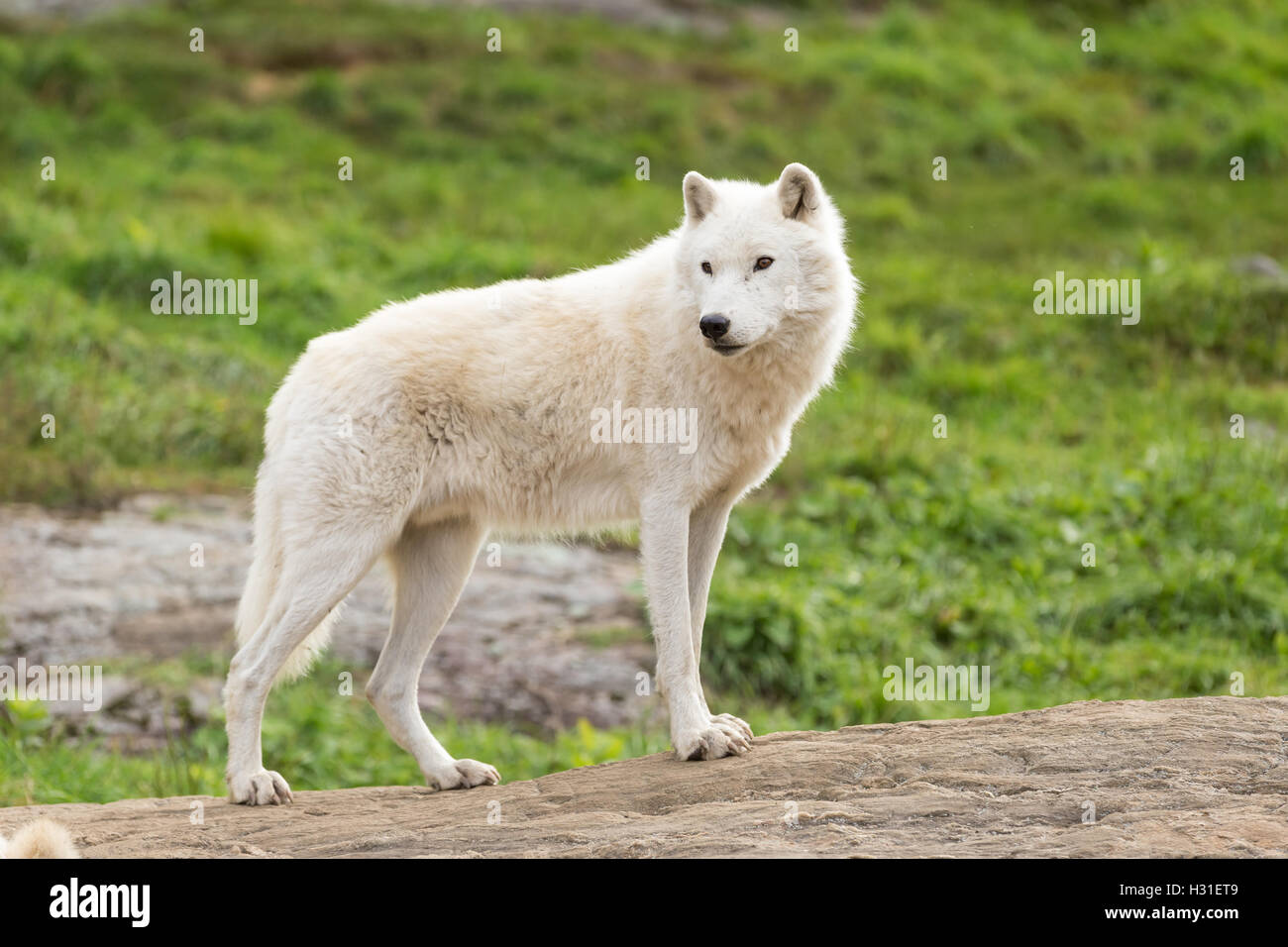 An Arctic Wolf in a fall forest Stock Photo Alamy