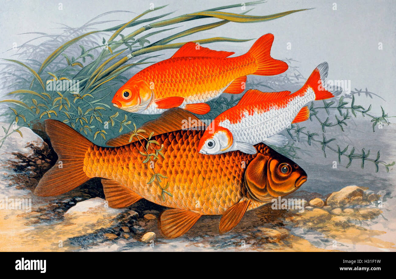 Carp fish painting hi-res stock photography and images - Page 8 - Alamy