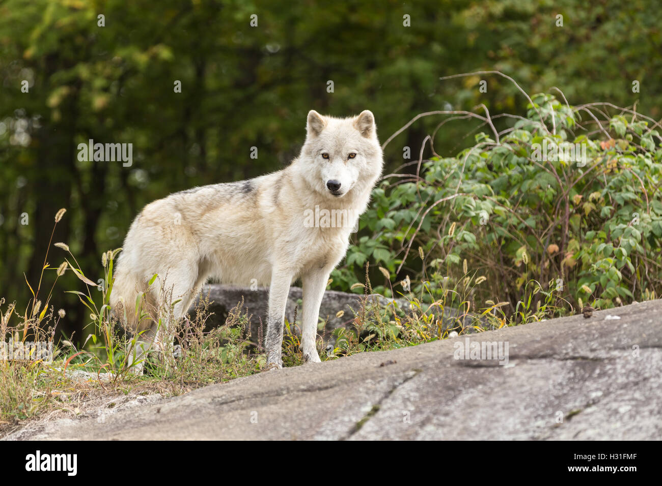 An Arctic Wolf in a fall forest Stock Photo Alamy