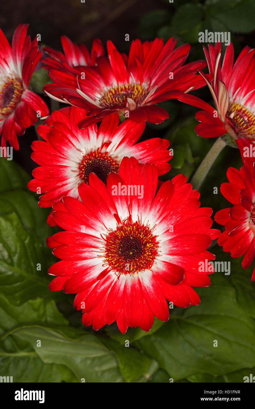 Cluster of spectacular flowers of Gerbera jamesonii with vivid red petals, contrasting white centres and dark green leaves Stock Photo