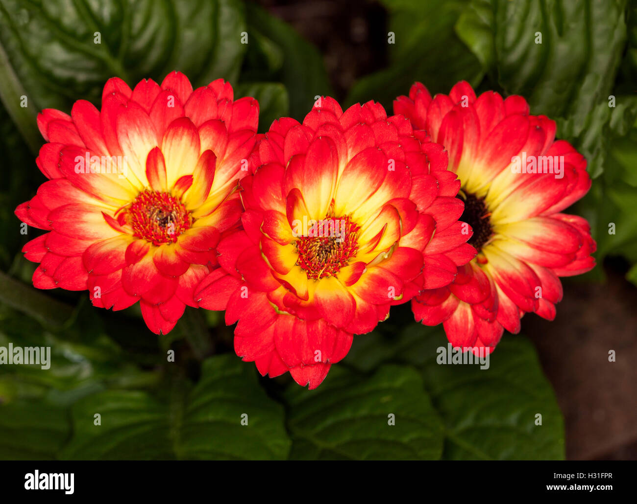 Row of three spectacular flowers of Gerbera jamesonii with vivid red petals, contrasting yellow centres and dark green leaves Stock Photo