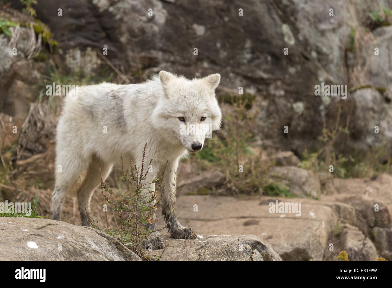 An Arctic Wolf in a fall forest Stock Photo - Alamy