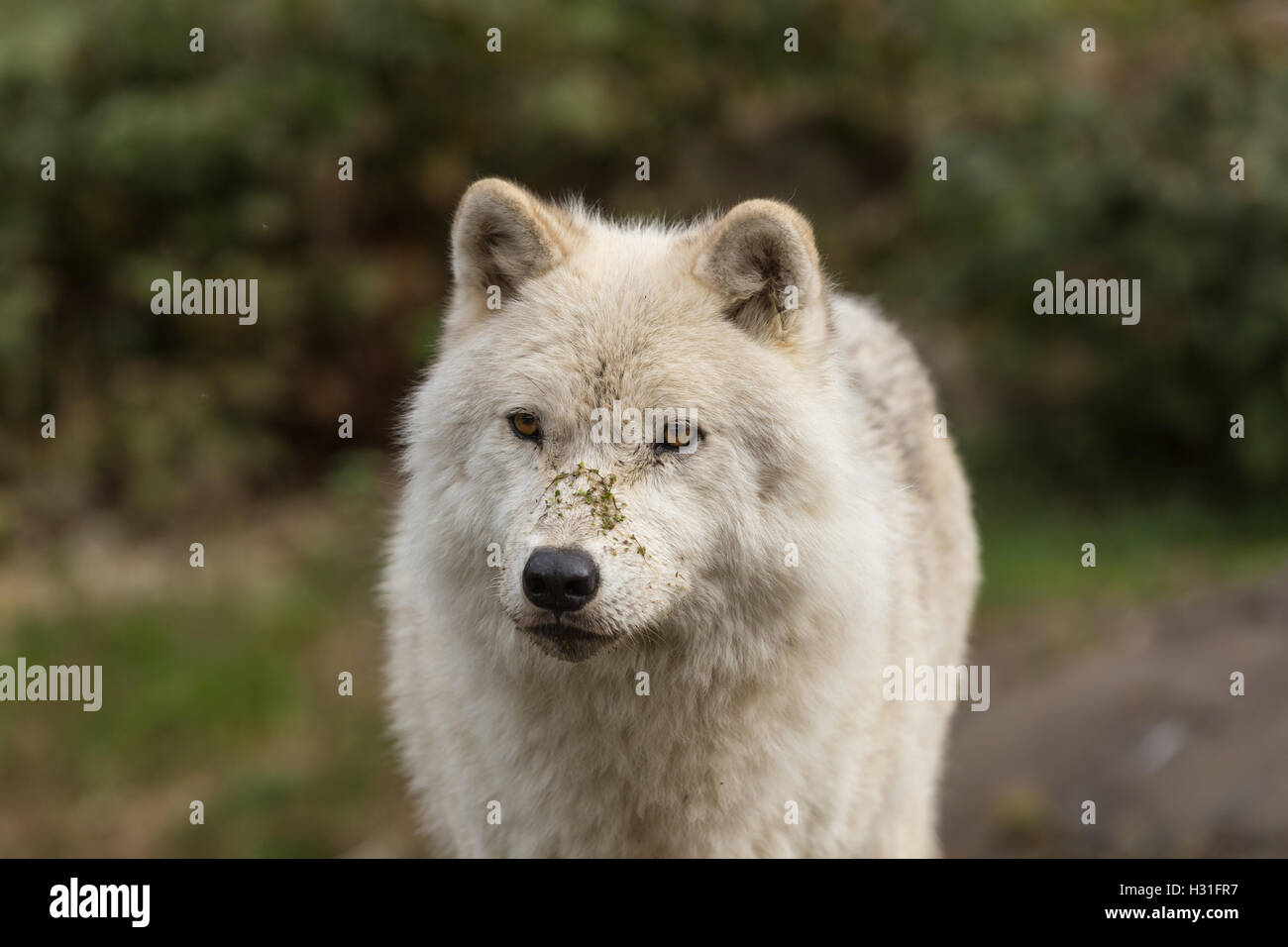 Arctic wolf in the fall forest Stock Photo - Alamy