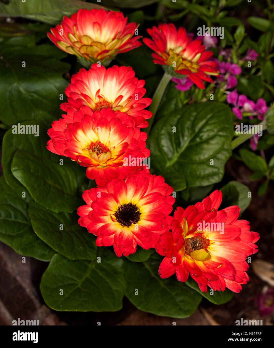 Cluster of spectacular vivid red flowers with contrasting yellow centres and dark green leaves of Gerbera jamesonii, a perennial Stock Photo
