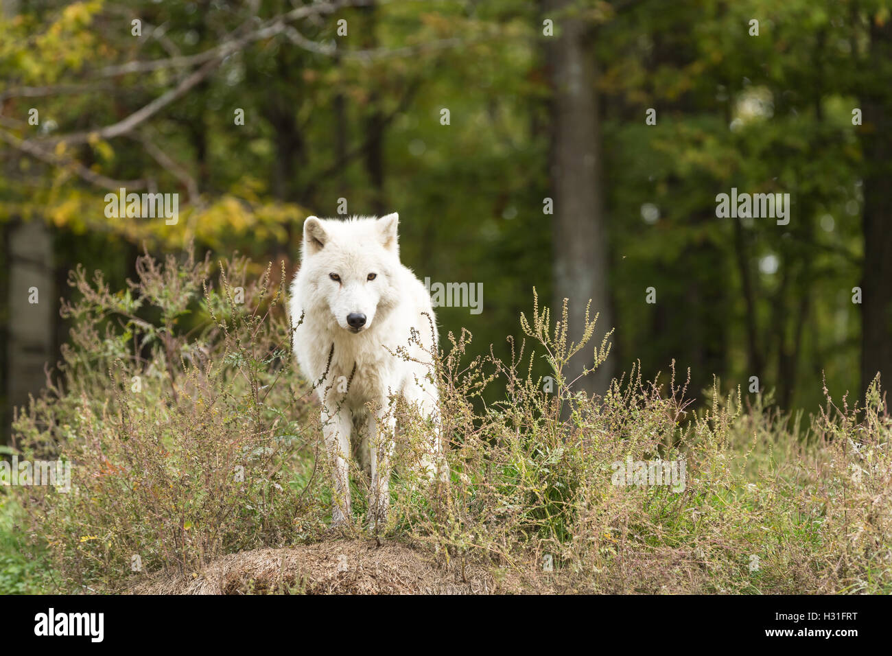 Arctic wolf in the fall forest Stock Photo