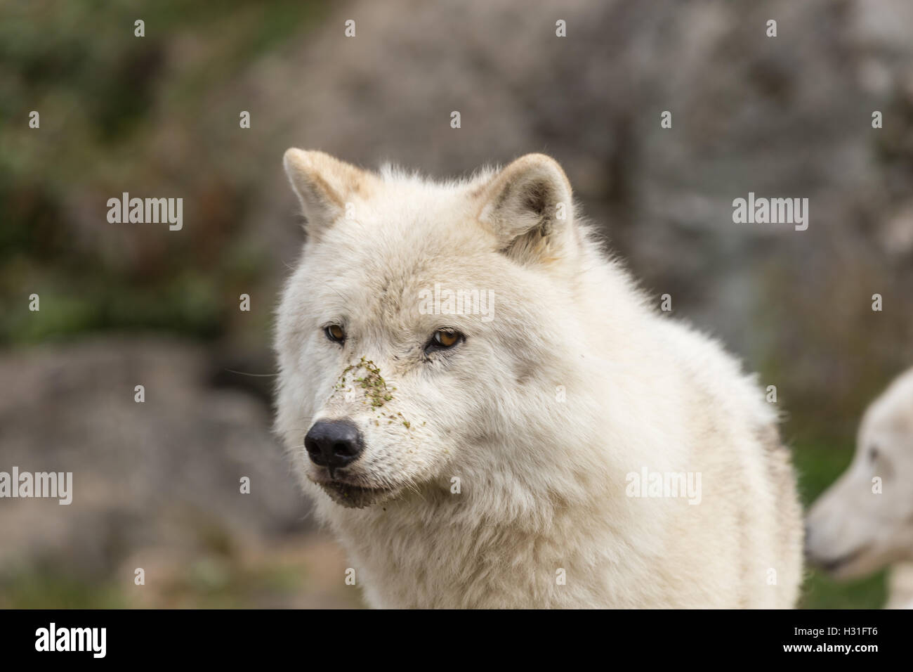 Arctic wolf in the fall forest Stock Photo - Alamy