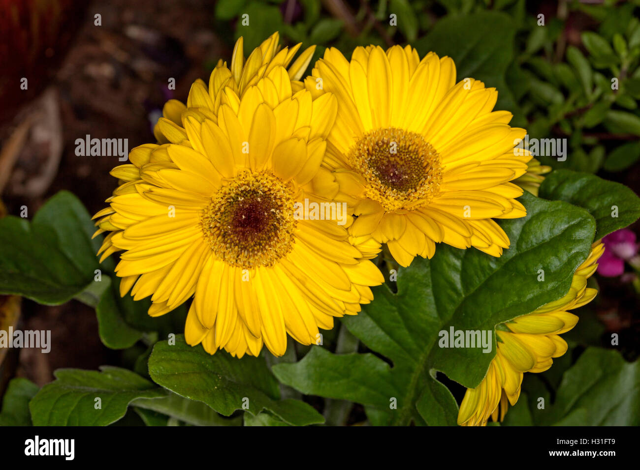 Cluster of vivid yellow flowers and dark green leaves of Gerbera jamesonii, perennial plant growing in a garden Stock Photo