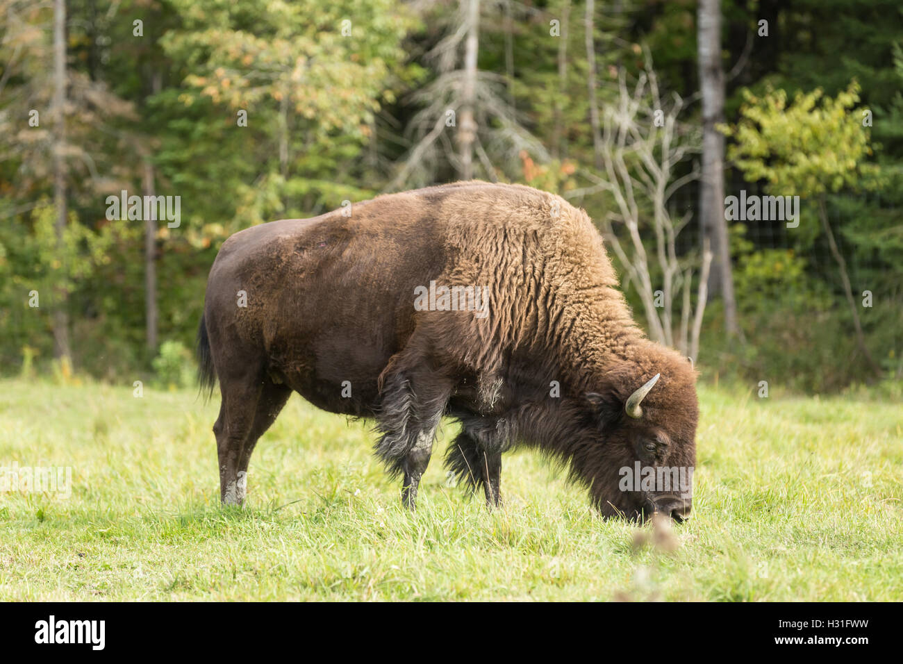 American Field Buffalo grazing in a field Stock Photo - Alamy