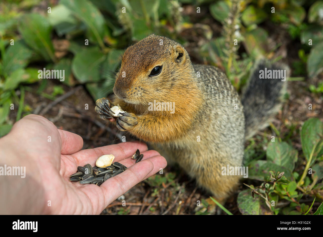 Arctic ground squirrel eats seeds from human hands. Kamchatka. Stock Photo