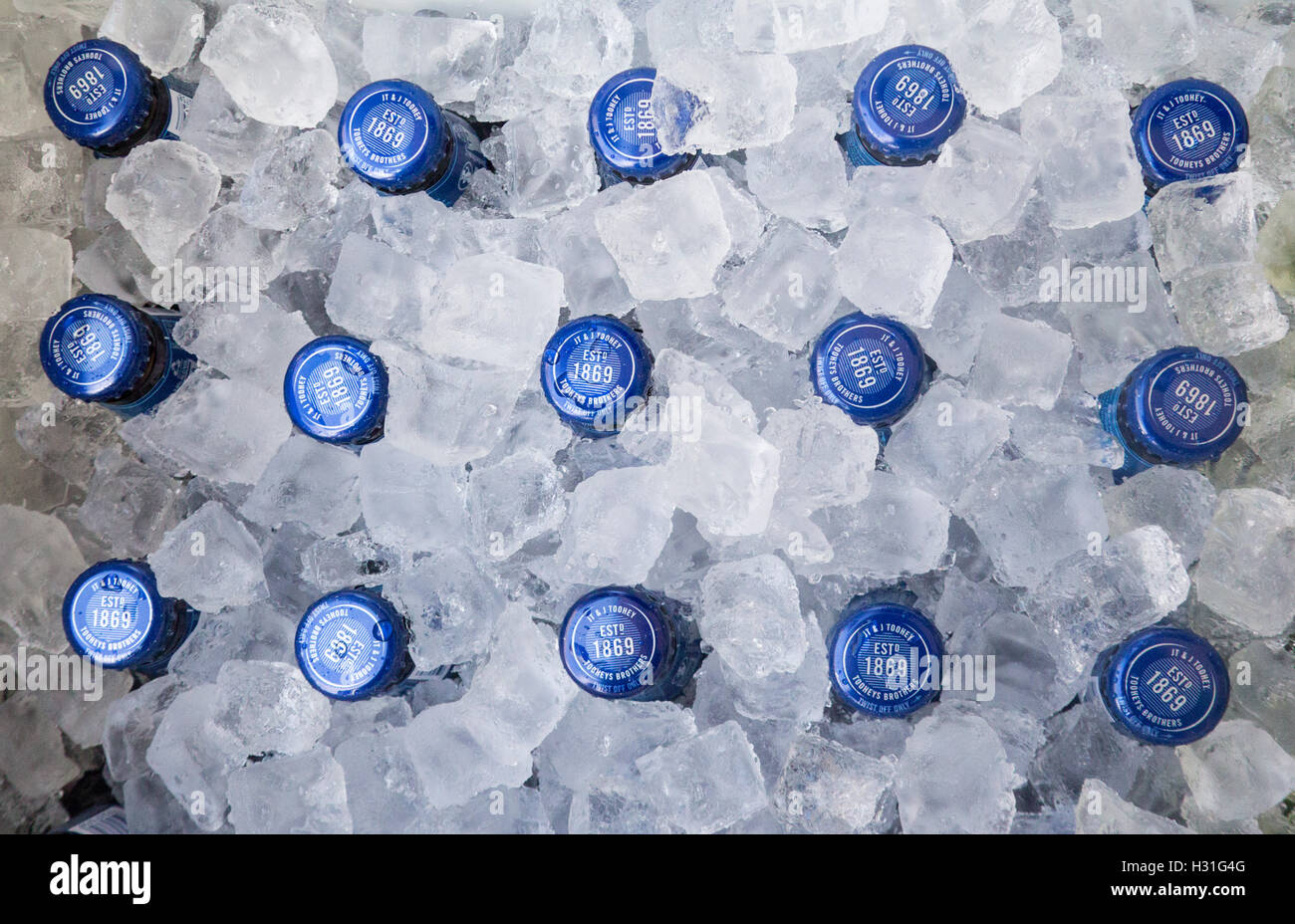 Beer bottle tops in ice cubes in esky portable fridge refrigerator unit NSW Australia Stock Photo