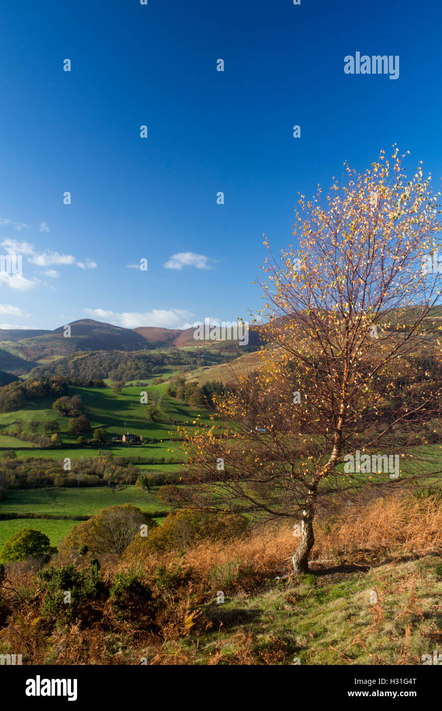 Autumn near Llangollen from summit of Coed Hyrddyn looking to mountains Denbighshire North Wales UK Stock Photo