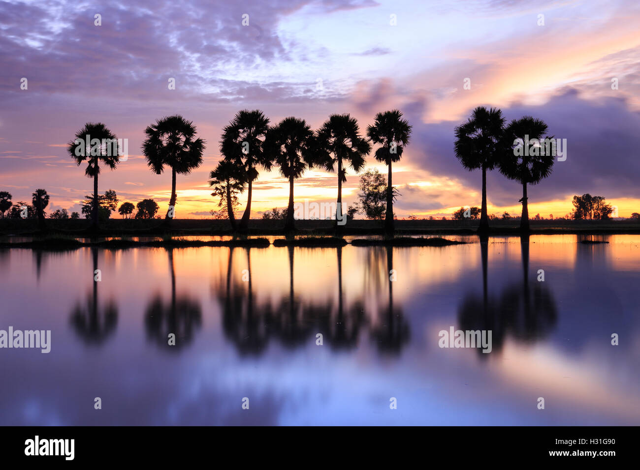Colorful sunrise landscape with silhouettes of palm trees on Chau Doc city, Vietnam. Stock Photo