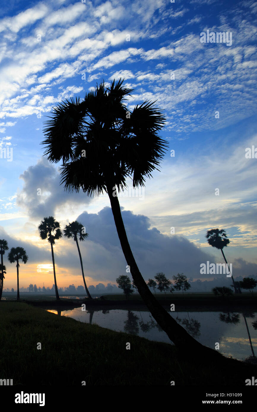 Colorful sunrise landscape with silhouettes of palm trees on Chau Doc city, Vietnam. Stock Photo