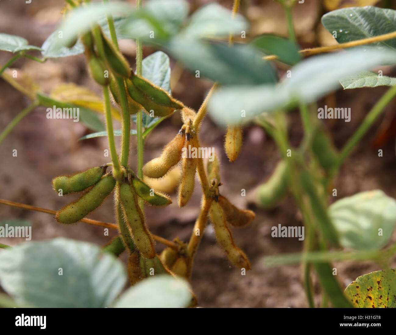 Soy bean soy beans soya beans hires stock photography and images Alamy