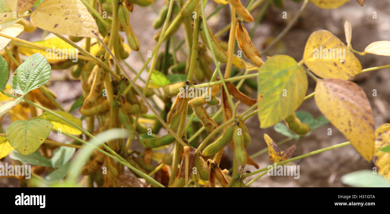 Soybean soybeans hi-res stock photography and images - Alamy