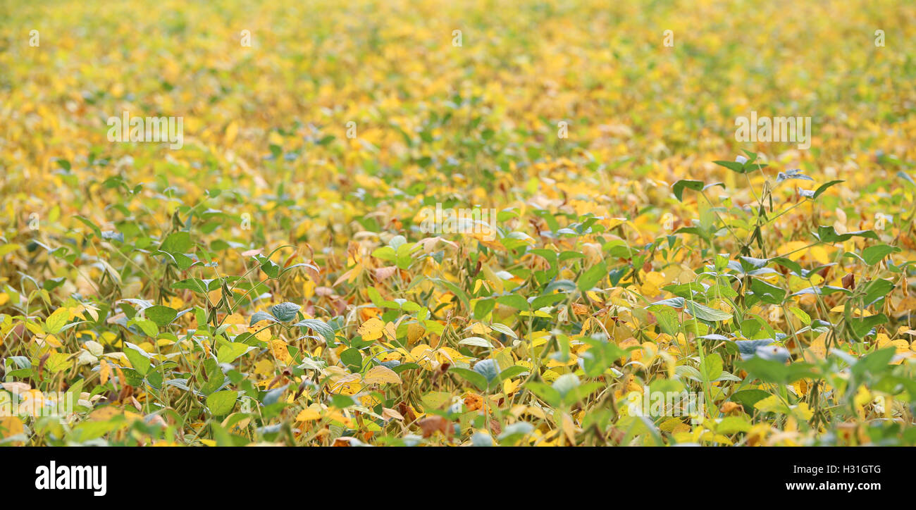 Soybean cultivation hi-res stock photography and images - Alamy