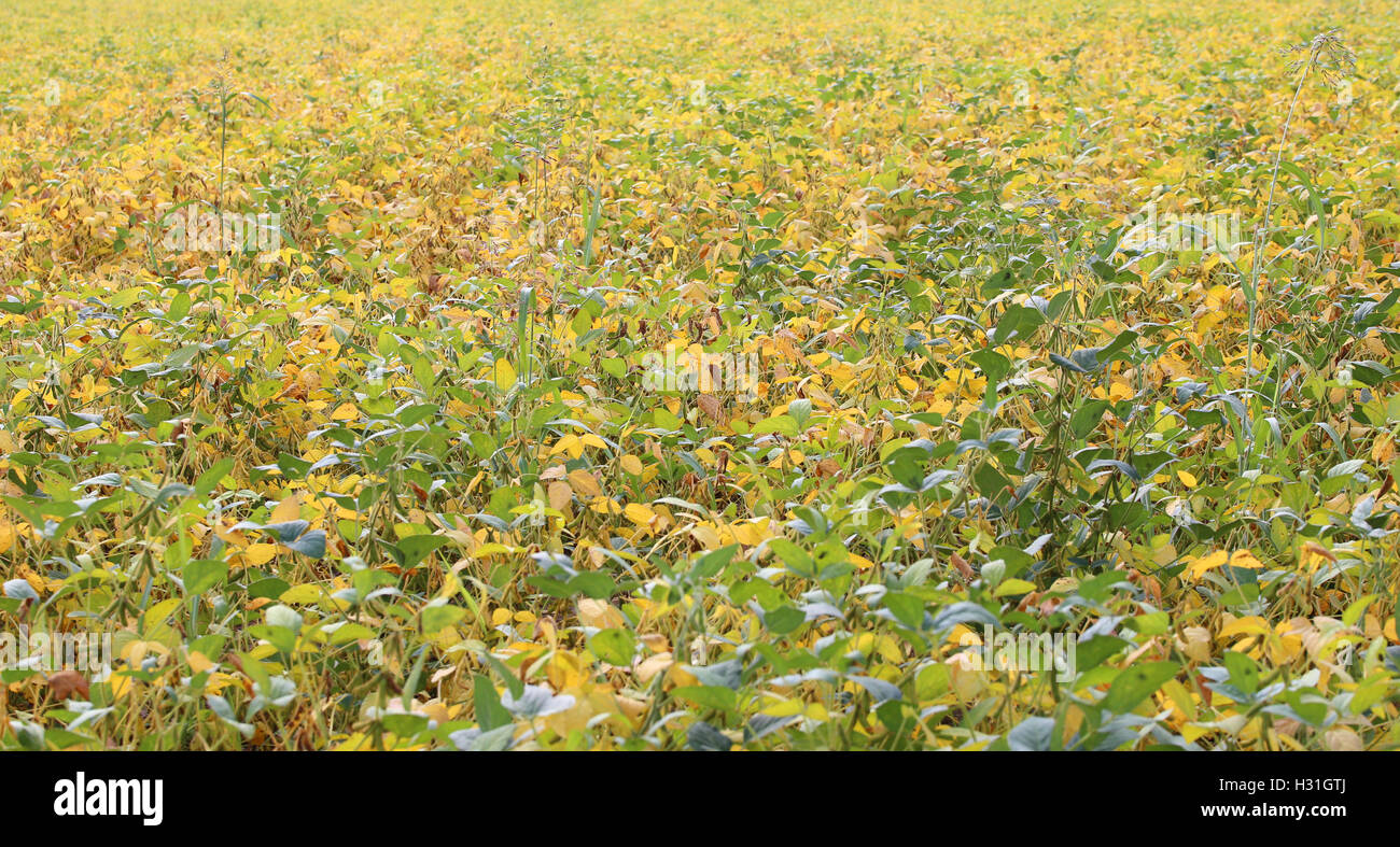 Soybean cultivation hi-res stock photography and images - Alamy