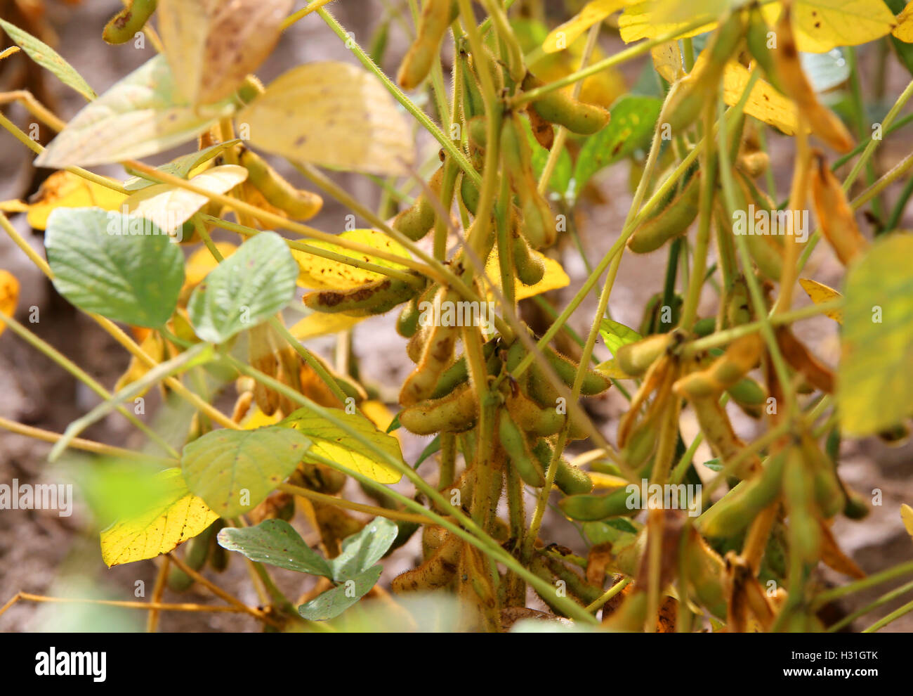 mature pods of soybean plant in late summer in the cultivated field