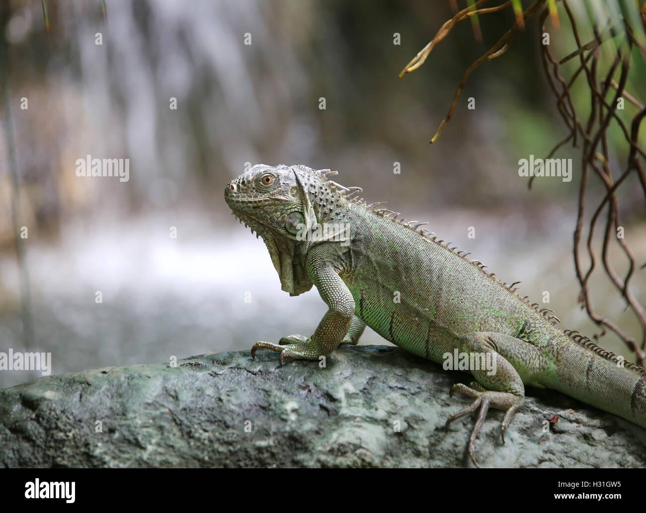 Green iguana with scaly skin near tropical waterfall Stock Photo
