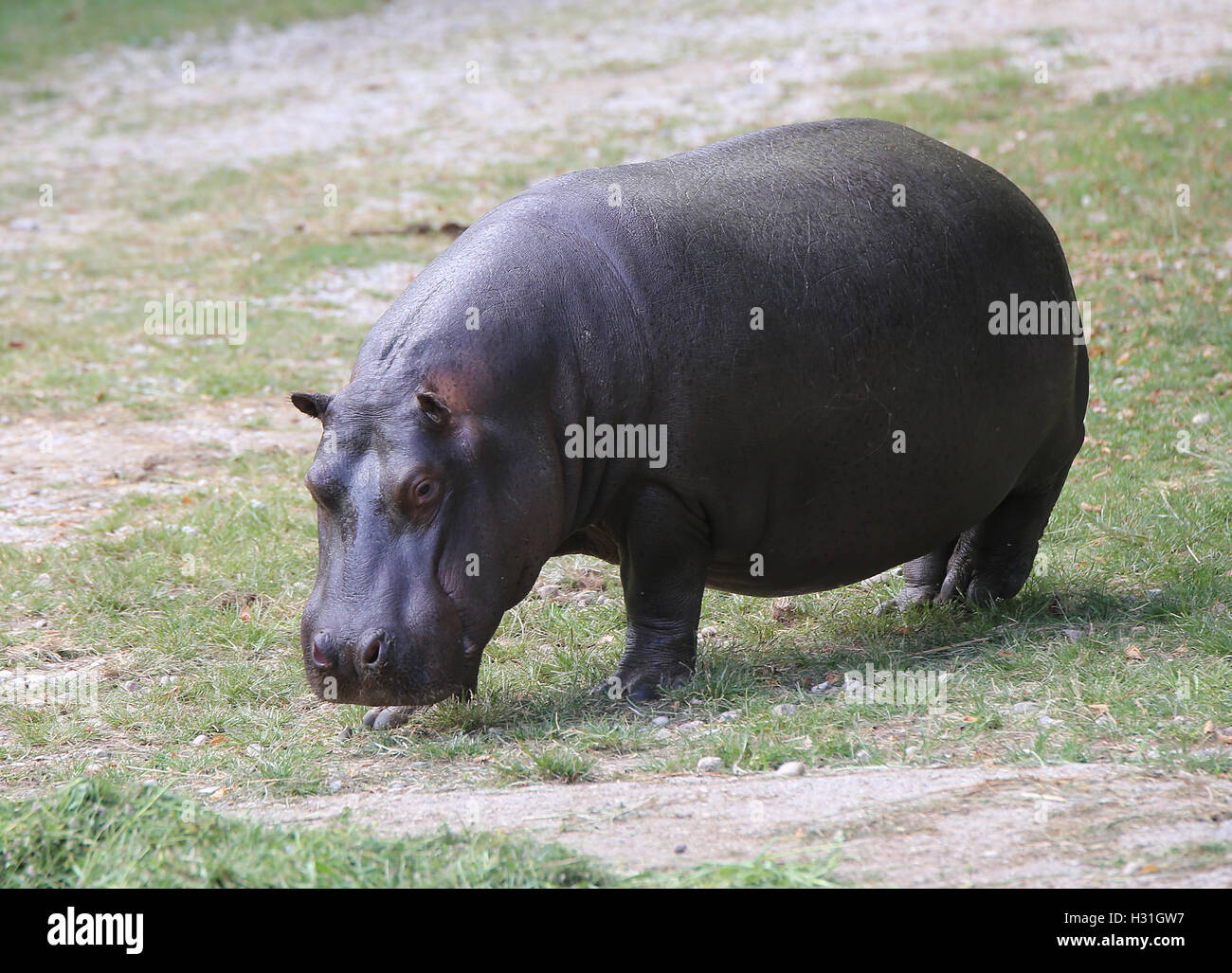 fat and heavy hippo with shiny skin and small ears while eating Stock ...