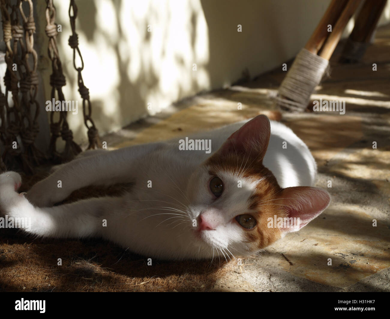 Derrick the Greek cat lounging in dappled sunlight in Corfu Greece Stock Photo